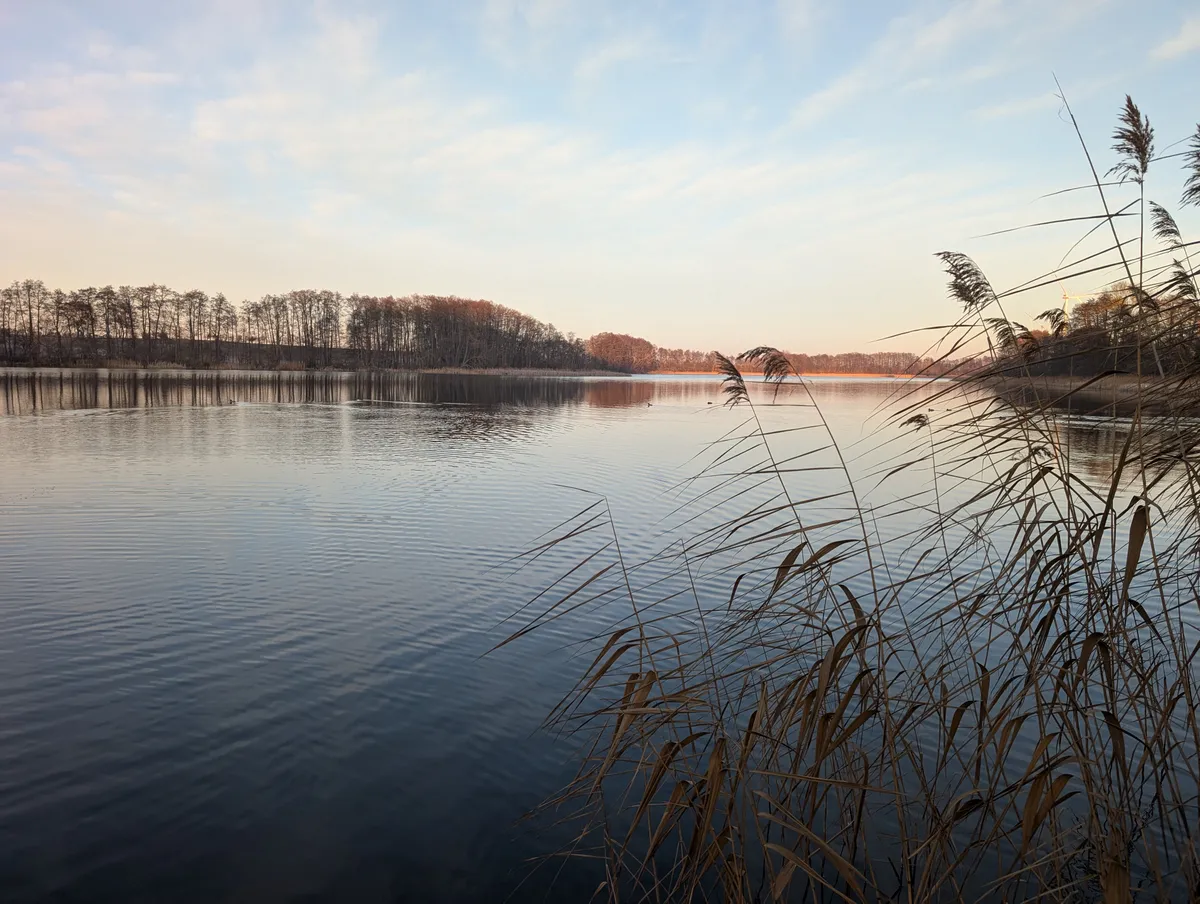 Schilf am Naugartener See in der Abenddämmerung