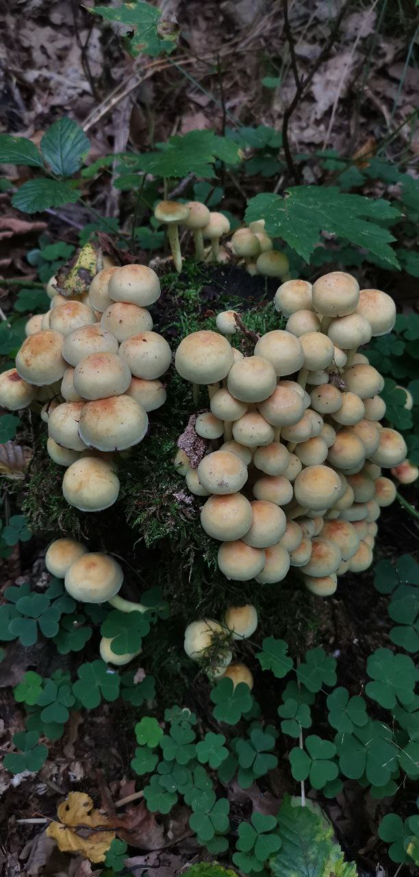 Pilze im Wald bei Naugarten