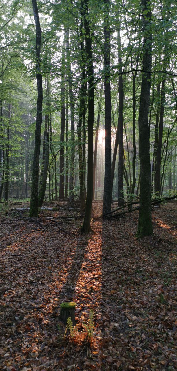 Sonnenlicht im Wald bei Naugarten