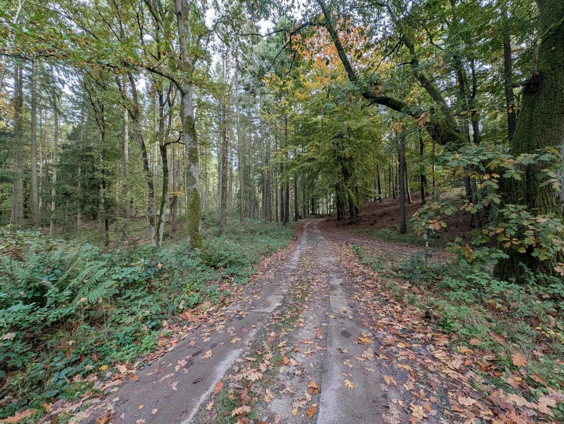 Waldweg bei Naugarten im Herbst